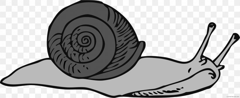 Snails & Slugs Clip Art Vector Graphics Sea Snail, PNG, 2400x982px, Snails Slugs, Artwork, Black And White, Gastropod Shell, Gastropods Download Free