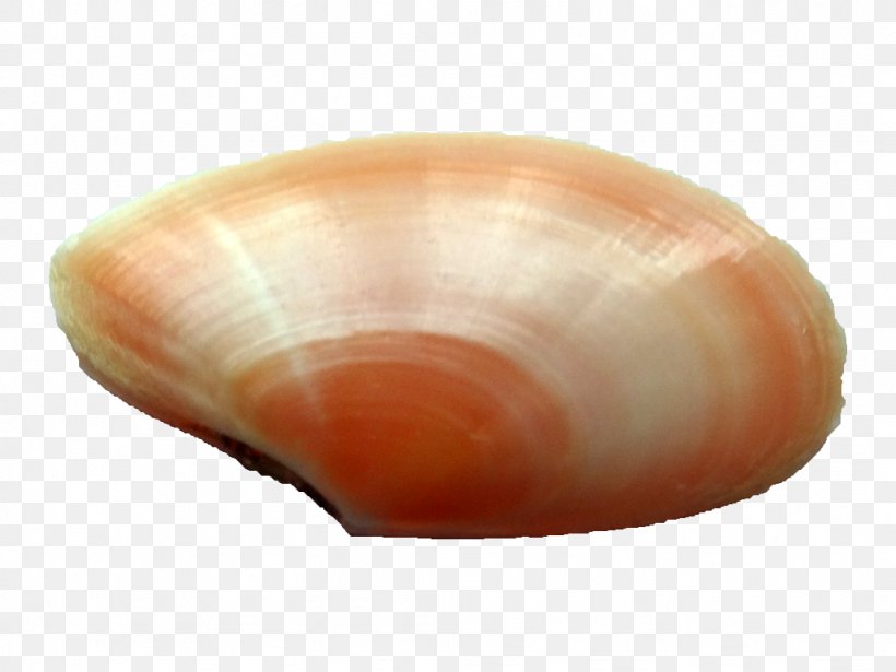 Cockle Clam Veneroida Tellina Grooved Carpet Shell, PNG, 1024x768px, Cockle, Baltic Clam, Bivalvia, Clam, Clams Oysters Mussels And Scallops Download Free