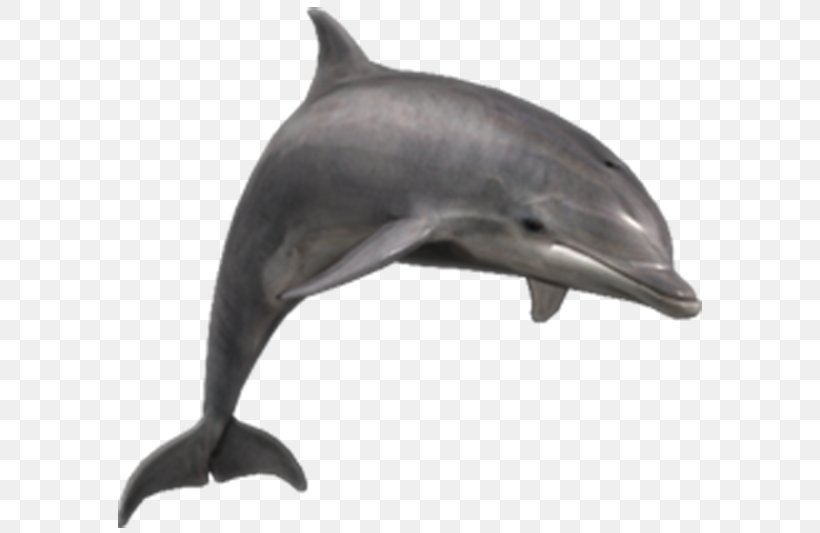 Common Bottlenose Dolphin Clip Art River Dolphin, PNG, 600x533px, Common Bottlenose Dolphin, Bottlenose Dolphin, Cetacea, Delphinoidea, Dolphin Download Free