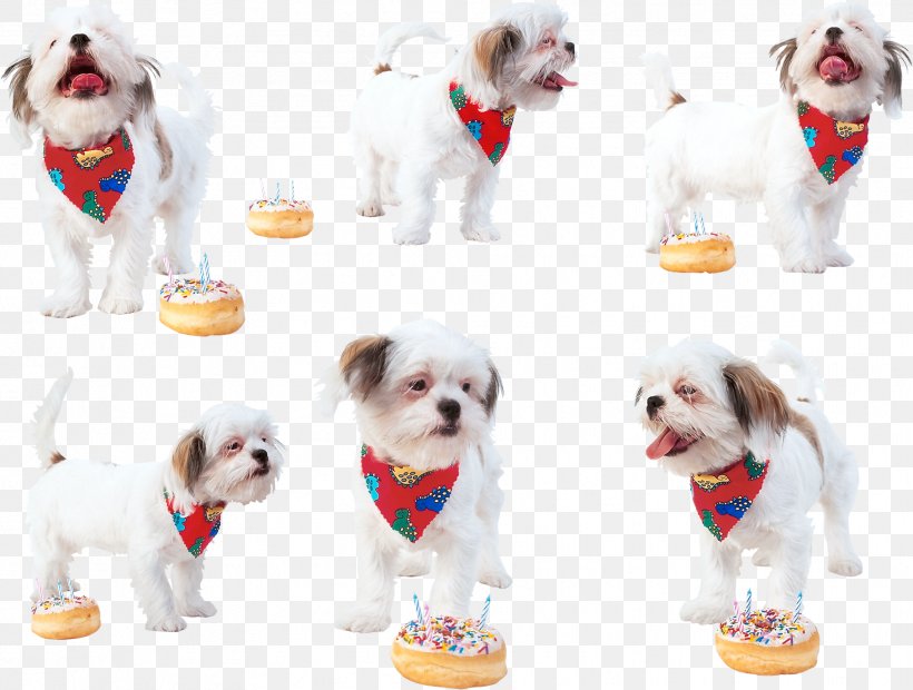 Dog Breed Shih Tzu Torte Puppy Clip Art, PNG, 1813x1372px, Dog Breed, Birthday, Breed Group Dog, Carnivoran, Companion Dog Download Free