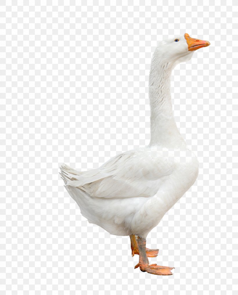 Domestic Goose Duck Bird Cygnini, PNG, 851x1055px, Goose, Animal, Avian Influenza, Beak, Bird Download Free
