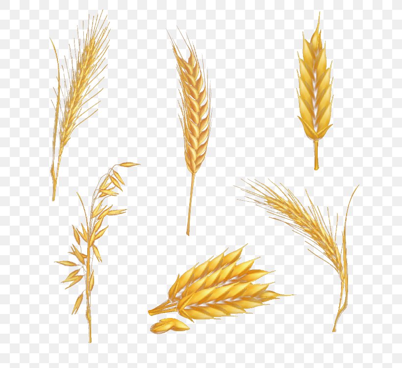 Drawing Clip Art, PNG, 750x750px, Drawing, Commodity, Emmer, Food, Food Grain Download Free