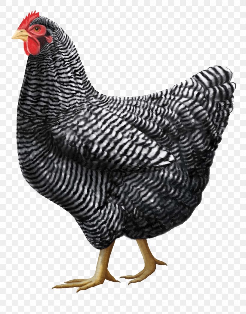 Plymouth Rock Chicken Rhode Island Red Jersey Giant Orpington Chicken Cochin Chicken, PNG, 900x1151px, Plymouth Rock Chicken, Beak, Bird, Breed, Chicken Download Free