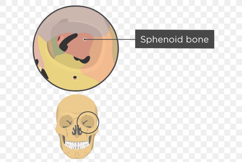 Skull Orbit Anatomy Sphenoid Bone, PNG, 745x550px, Skull, Anatomy, Bone, Ear, Ethmoid Bone Download Free