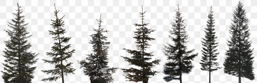 Tree Image Conifers Scots Pine, PNG, 6315x2048px, Tree, American Larch, Balsam Fir, Bark, Biome Download Free