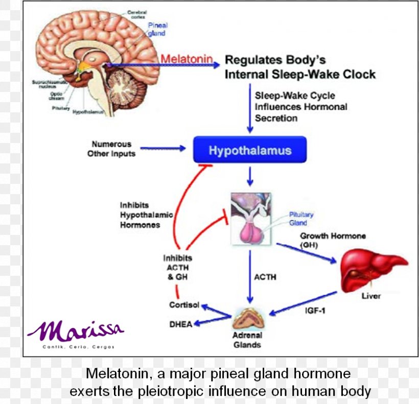 Melatonin Sleep Hormone Dietary Supplement Pineal Gland, PNG, 831x802px, Watercolor, Cartoon, Flower, Frame, Heart Download Free
