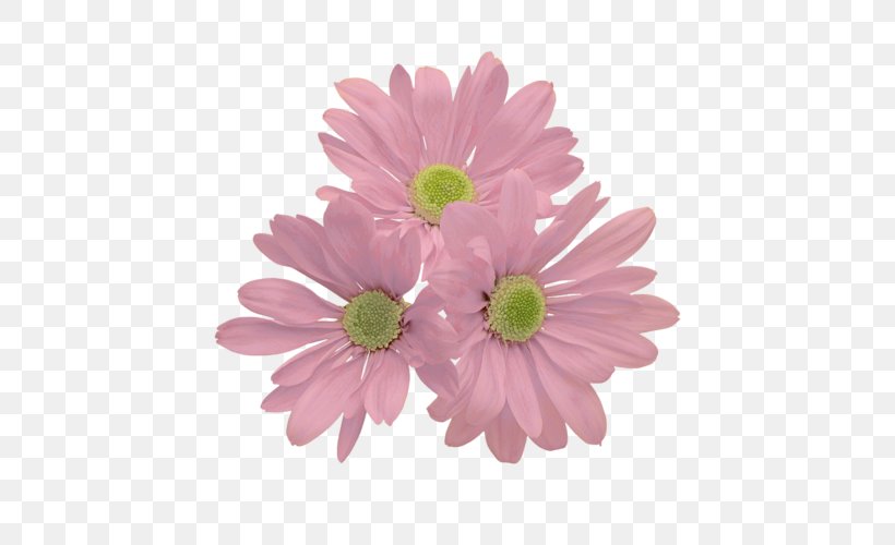 Common Daisy Transvaal Daisy Flower Chrysanthemum Clip Art, PNG, 500x500px, Common Daisy, Annual Plant, Aster, Chrysanthemum, Chrysanths Download Free