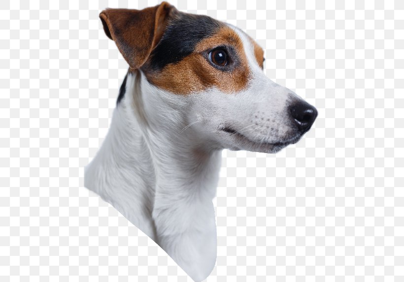 Jack Russell Terrier Labrador Retriever Parson Russell Terrier Chihuahua, PNG, 480x573px, Jack Russell Terrier, Brazilian Terrier, Breed, Carnivoran, Chihuahua Download Free