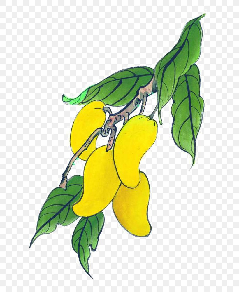 Mango Auglis Illustration, PNG, 713x1000px, Mango, Art, Auglis, Branch, Cartoon Download Free