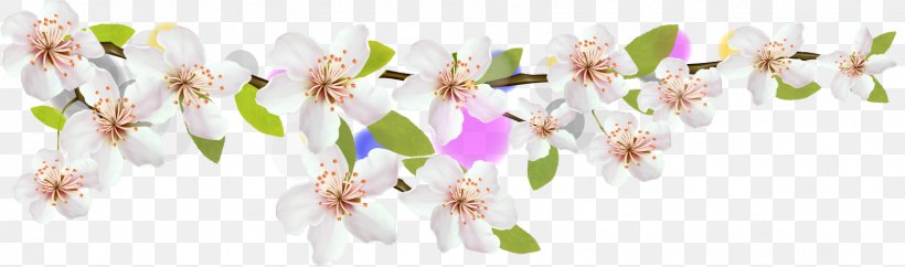 Petal Cherry Blossom Flower, PNG, 1594x471px, Petal, Blossom, Cerasus, Cherry, Cherry Blossom Download Free