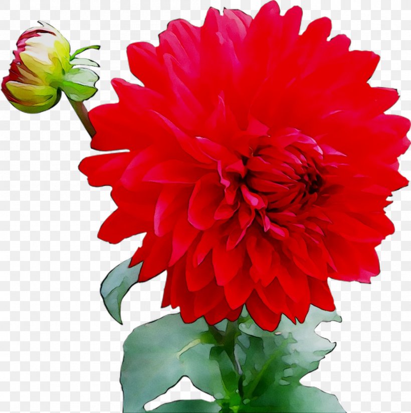 Red Dahlia Image Clip Art Desktop Wallpaper, PNG, 1052x1056px, Red Dahlia, Artificial Flower, Carnation, Chrysanths, Common Daisy Download Free