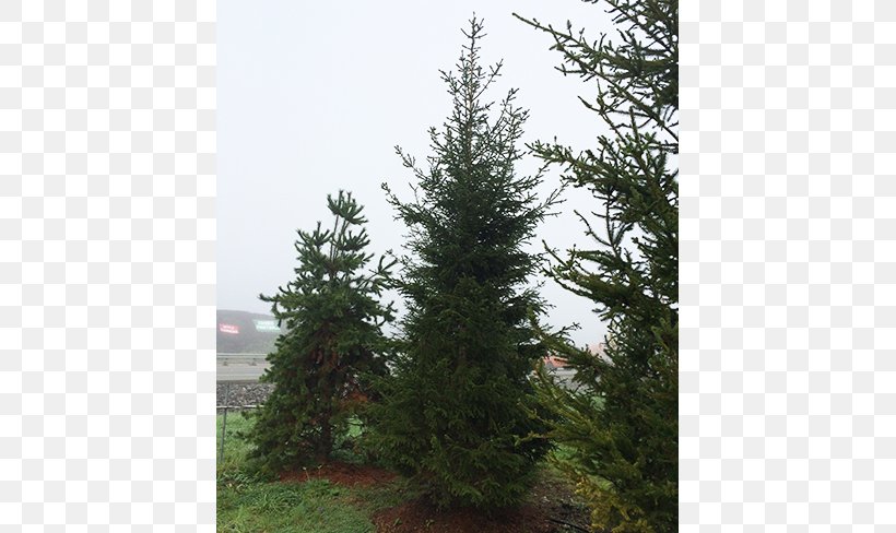Spruce Fir Pine Larch Tree, PNG, 650x488px, Spruce, Biome, Christmas Tree, Conifer, Conifers Download Free