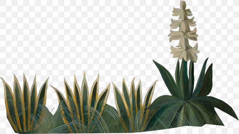 Agave Azul Flowerpot Author Houseplant Copyright, PNG, 1540x867px, Agave Azul, Agave, Author, Copyright, Curriculum Download Free
