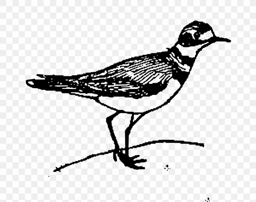 Black And White Bird Beak Drawing Clip Art, PNG, 1000x790px, Black And White, American Goldfinch, Art, Beak, Bird Download Free