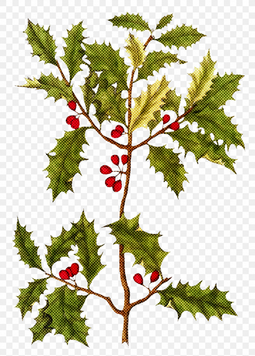 Christmas Holly Ilex Holly, PNG, 1299x1812px, Christmas Holly, Black Maple, Branch, Chinese Hawthorn, Christmas Download Free