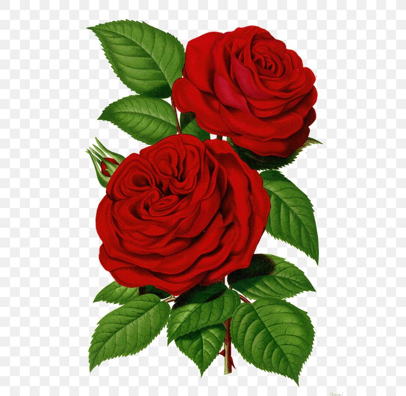 Garden Roses Cabbage Rose Printing Flower Rose Garden, PNG, 567x800px, Garden Roses, Art, Cabbage Rose, China Rose, Cut Flowers Download Free
