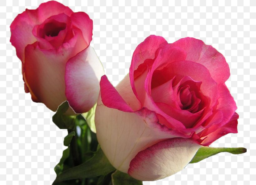Rose Desktop Wallpaper Flower Bouquet Blossom, PNG, 760x594px, Rose, Blossom, Blue Rose, Bud, China Rose Download Free
