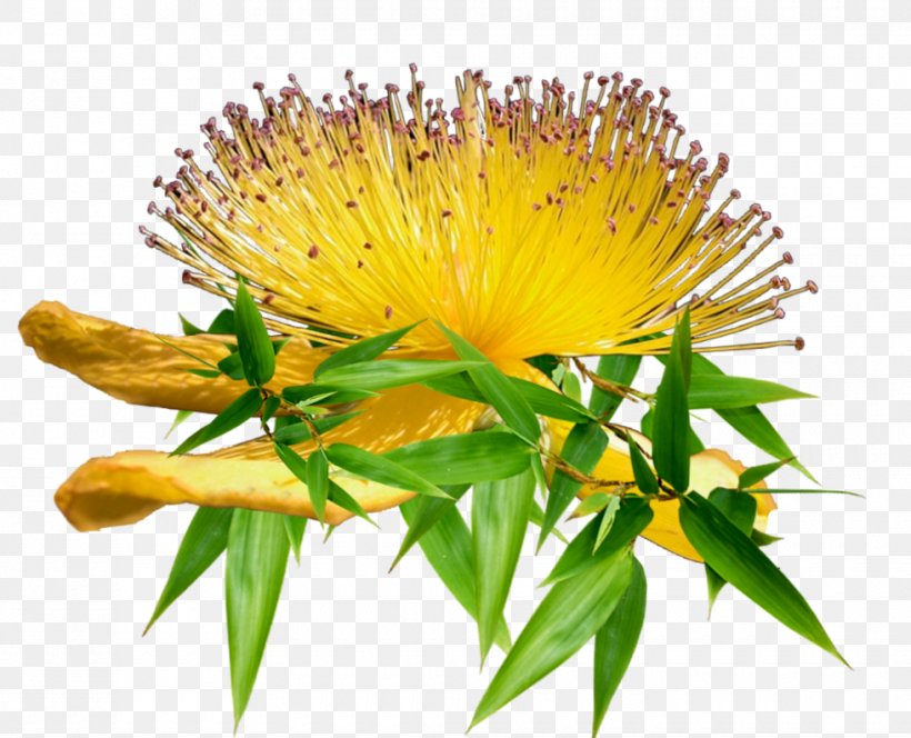 Dandelion Safflower, PNG, 980x794px, Dandelion, Daisy Family, Flower, Flowering Plant, Plant Download Free