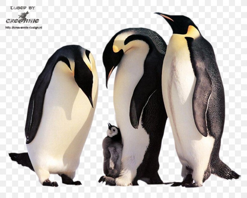 Emperor Penguin: Bird Of The Antarctic Emperor Penguin: Bird Of The Antarctic Cat Kitten, PNG, 848x681px, Penguin, Animal, Beak, Bird, Cat Download Free