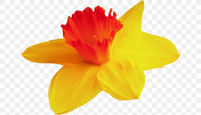 Narcissus Yellow Clip Art, PNG, 654x470px, Narcissus, Amaryllis Family, Daffodil, Daylily, Flower Download Free