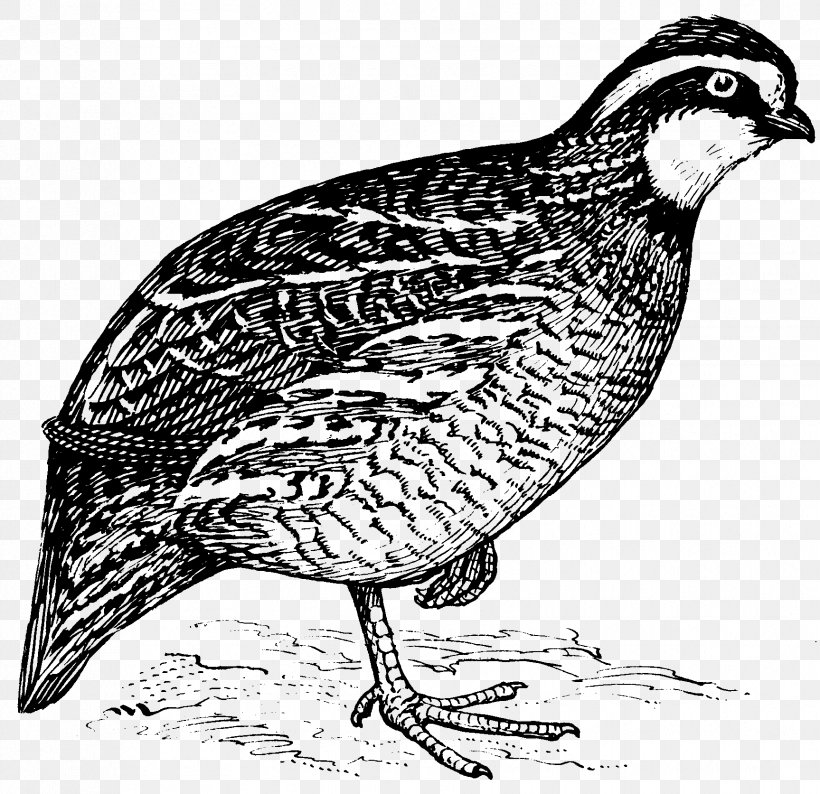 Quail Hunting Bird Clip Art, PNG, 1727x1673px, Quail, Beak, Bird, Black And White, California Quail Download Free