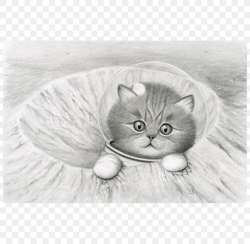 Whiskers Kitten Domestic Short-haired Cat Tabby Cat, PNG, 800x800px, Whiskers, Art, Art Museum, Artwork, Black And White Download Free