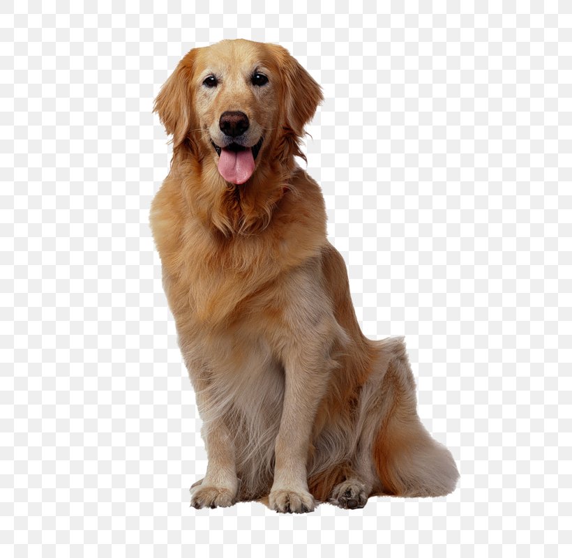 Basenji Pet Sitting Golden Retriever Puppy Dog Whistle, PNG, 627x800px, Basenji, Animal, Carnivoran, Companion Dog, Dog Download Free