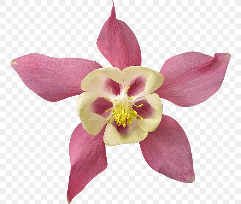 Clipping Path Flower Photography Royalty-free, PNG, 750x695px, Clipping Path, Columbine, Cut Flowers, Floristry, Flower Download Free