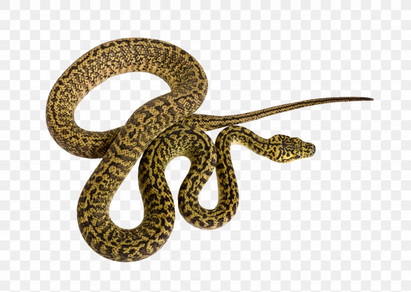Corn Snake Reptile Morelia Spilota Mcdowelli Python, PNG, 5405x3848px, Snake, Boas, Carpet Python, Colubridae, Corn Snake Download Free