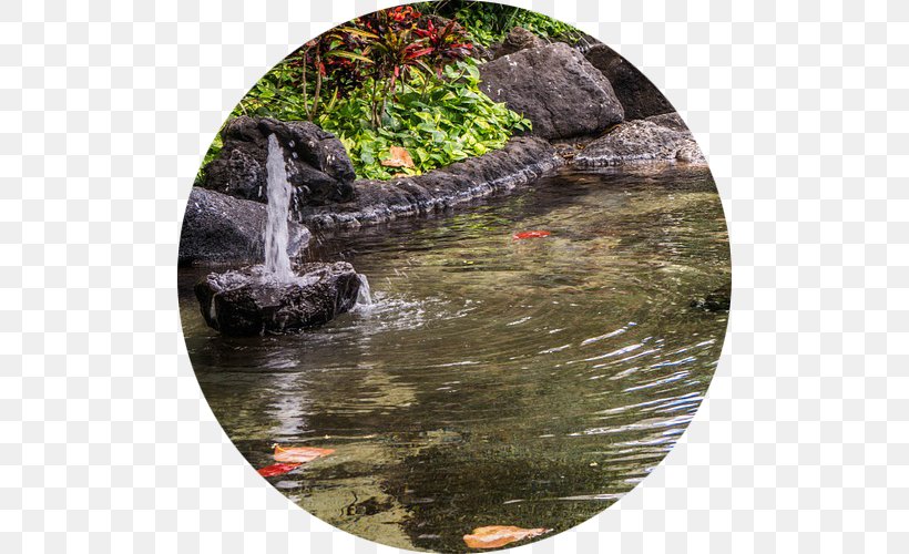 East Bay Koi Fish Pond Water Feature, PNG, 500x500px, Koi, Common Carp, Conception Dreams, Crucian Carp, Dream Download Free