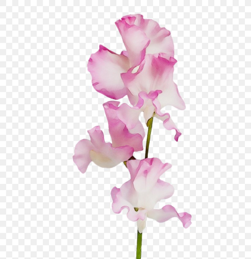 Flower Flowering Plant Pink Petal Cut Flowers, PNG, 564x845px, Watercolor, Cut Flowers, Flower, Flowering Plant, Moth Orchid Download Free
