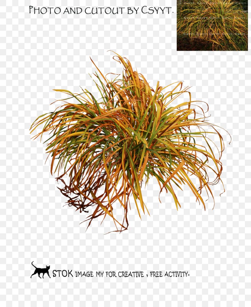 Grasses Commodity Family, PNG, 800x1000px, Grasses, Commodity, Family, Grass, Grass Family Download Free