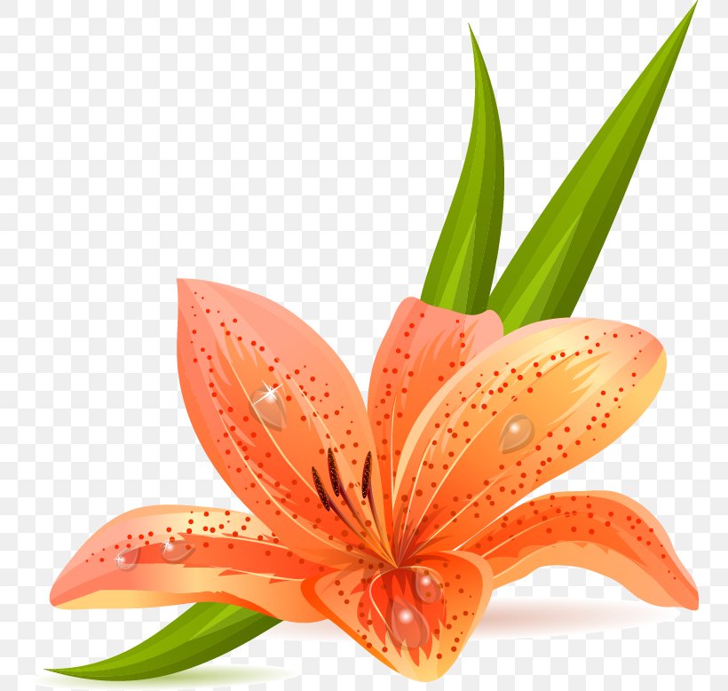 Lilium Bulbiferum Tiger Lily Arum-lily Easter Lily, PNG, 755x778px, Lilium Bulbiferum, Amaryllis Belladonna, Arumlily, Calla Lily, Drawing Download Free
