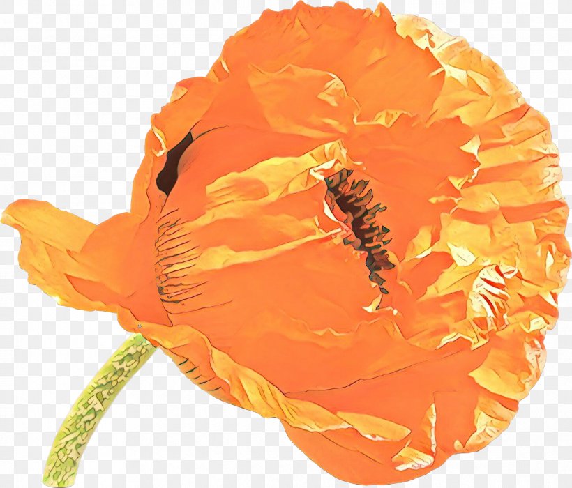 Orange, PNG, 2386x2037px, Cartoon, Coquelicot, Flower, Orange, Oriental Poppy Download Free