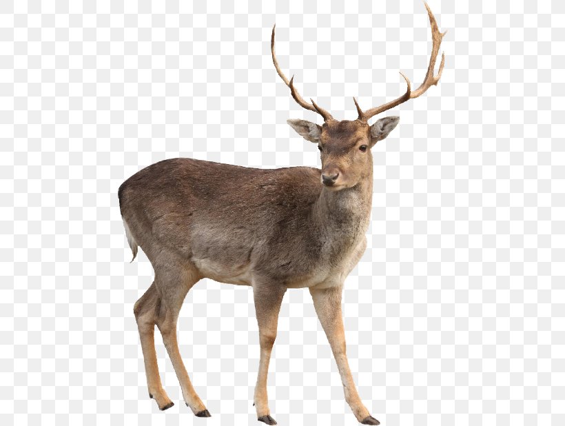 White-tailed Deer Moose Clip Art, PNG, 480x618px, Deer, Antler, Elk, Fauna, Horn Download Free