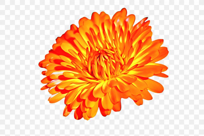 Flowers Background, PNG, 2448x1632px, Marigold, Background, Barberton Daisy, Bloom, Blossom Download Free