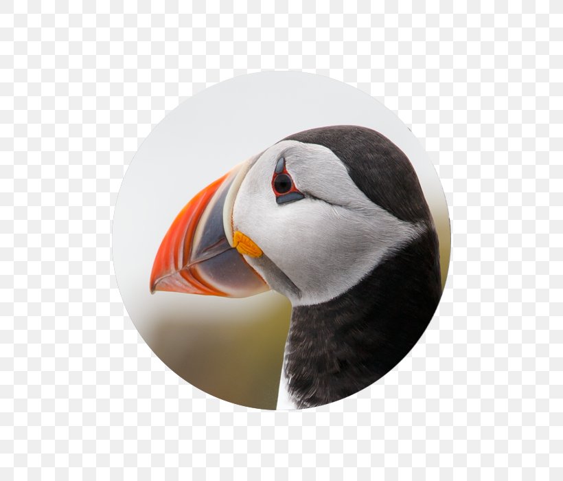 Puffin Beak, PNG, 700x700px, Puffin, Beak, Bird, Charadriiformes, Seabird Download Free