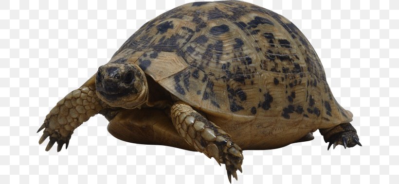 Turtle Reptile Tortoise, PNG, 670x379px, Turtle, Box Turtle, Box Turtles, Chelydridae, Common Snapping Turtle Download Free