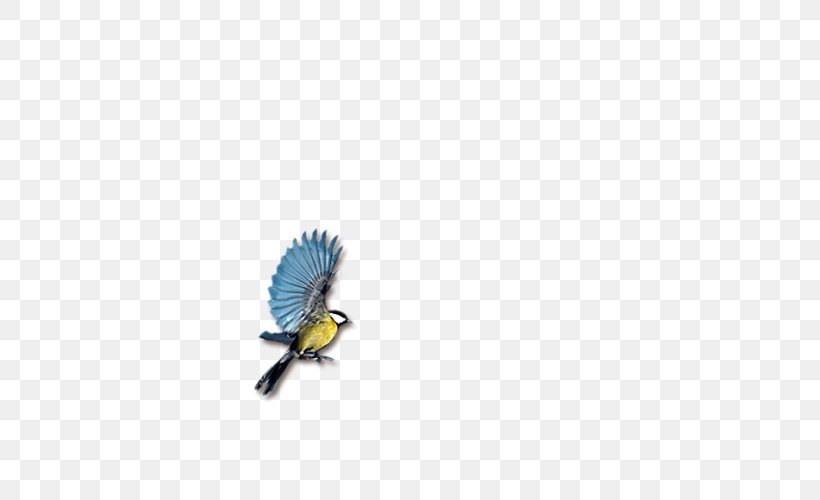 Bird Papua New Guinea Wallpaper, PNG, 500x500px, Bird, Animal, Animation, Beak, Cartoon Download Free