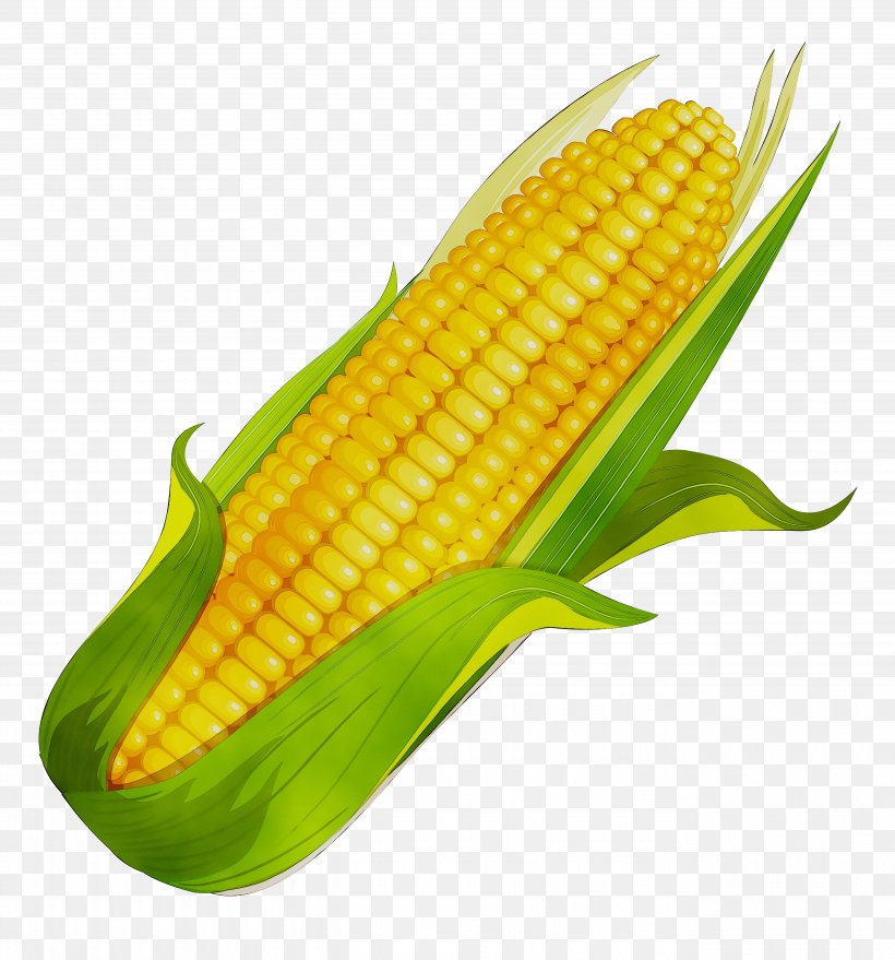 Corn On The Cob Sweet Corn Corn Kernel Cardigan, PNG, 5315x5699px, Corn On The Cob, Amazoncom, Cardigan, Corn, Corn Kernel Download Free