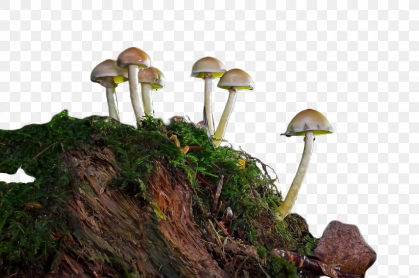 Mushroom Natural Landscape Plant Fungus Tree, PNG, 2452x1632px, Mushroom, Agaricaceae, Edible Mushroom, Fungus, Moss Download Free