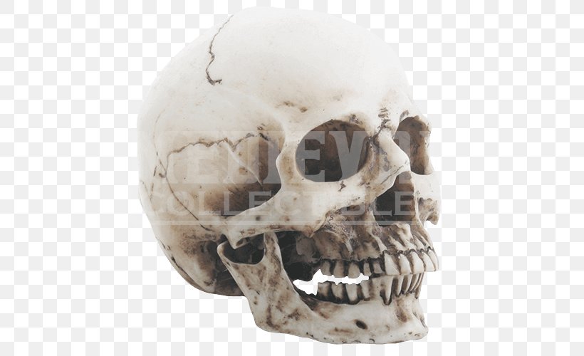 Skull Skeleton, PNG, 500x500px, Skull, Bone, Jaw, Skeleton Download Free