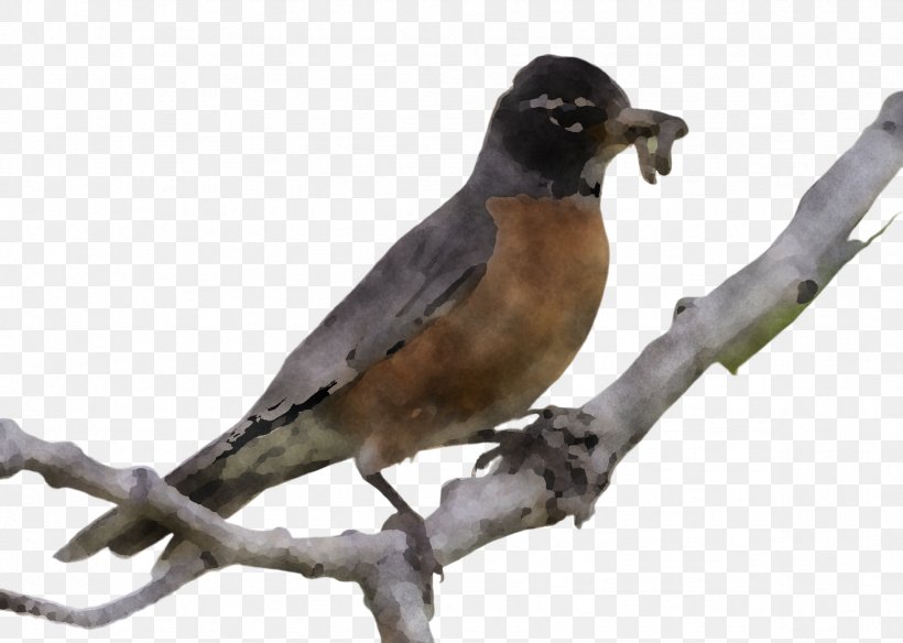Bird Beak Robin Perching Bird Branch, PNG, 2368x1688px, Bird, Beak, Branch, Cuckoo, Cuculiformes Download Free