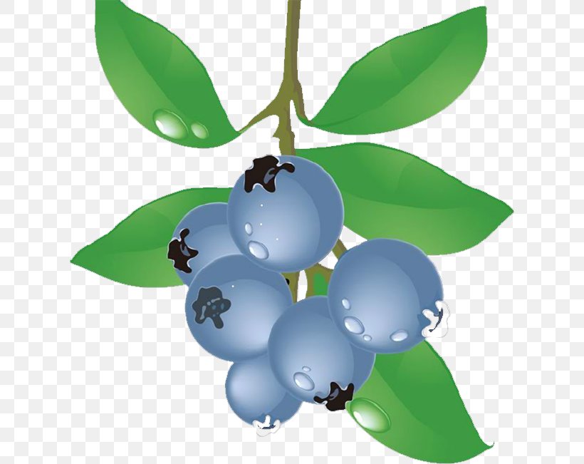 Blueberry Food Grape, PNG, 624x651px, Blueberry, Auglis, Cake, Eating, European Blueberry Download Free