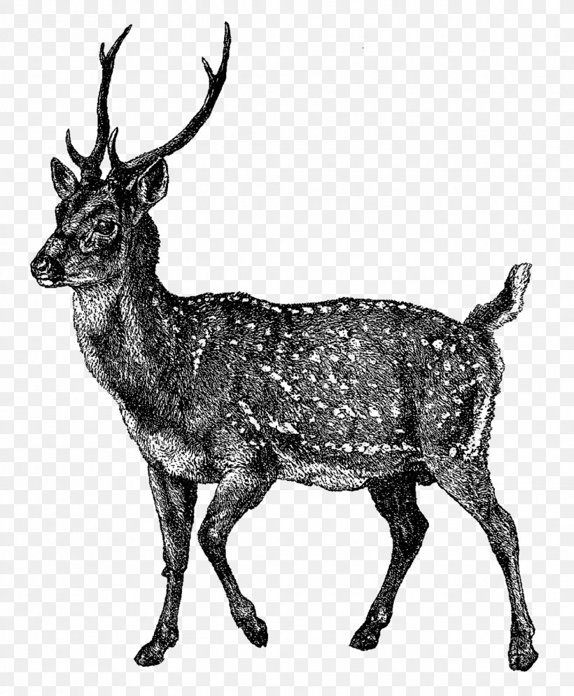 Reindeer Elk Musk Deer Horn, PNG, 1319x1600px, Deer, Animal, Antler, Black And White, Chital Download Free