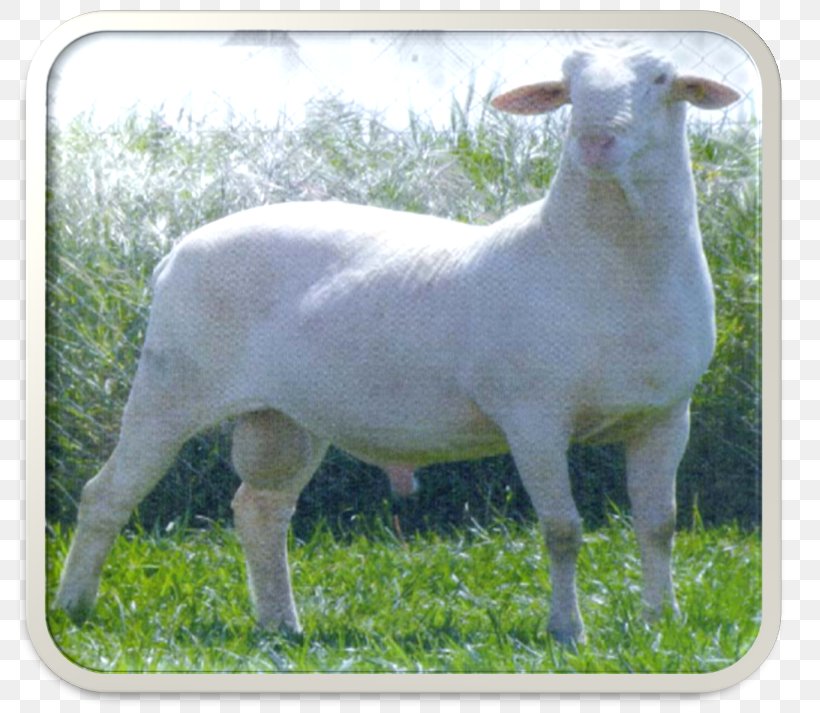 Sheep Goat Pasture Grazing Terrestrial Animal, PNG, 800x713px, Sheep, Animal, Cow Goat Family, Goat, Goat Antelope Download Free
