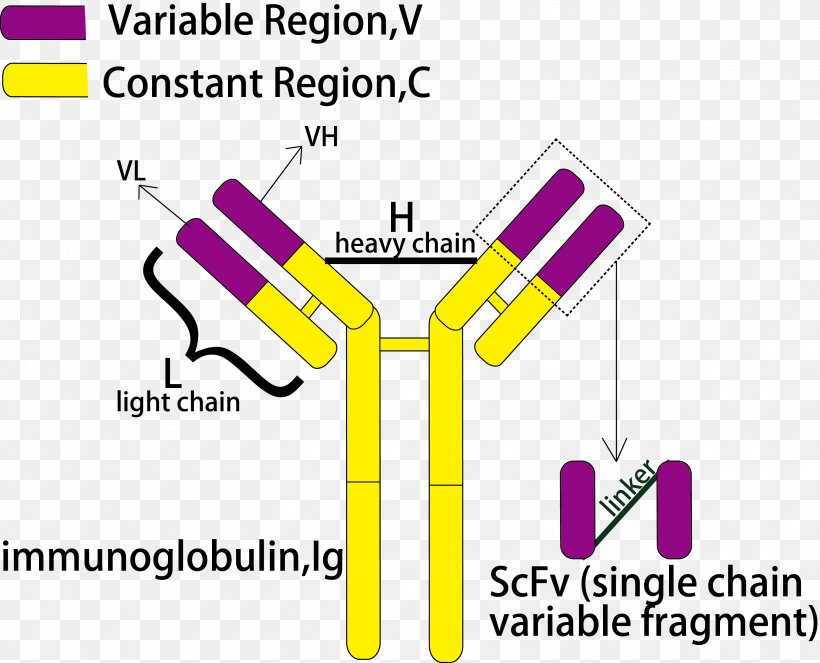 Single-chain Variable Fragment Antibody Peptide Hybridoma Technology CD16, PNG, 3133x2536px, Singlechain Variable Fragment, Acid, Aflatoxin, Antibody, Area Download Free
