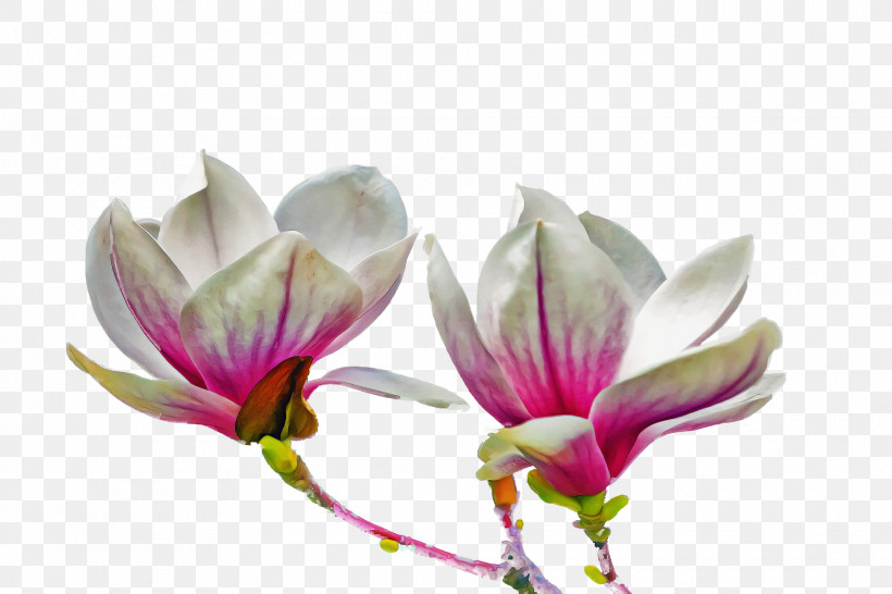 Spring Flower Spring Floral Flowers, PNG, 1920x1280px, Spring Flower, Bud, Chinese Magnolia, Crocus, Flower Download Free