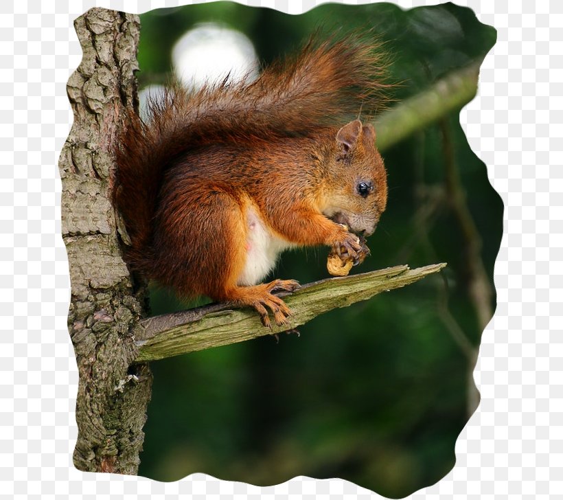 Cartoon Nature Background, PNG, 651x728px, Squirrel, Douglas Squirrel, Eurasian Red Squirrel, Food, Fox Squirrel Download Free