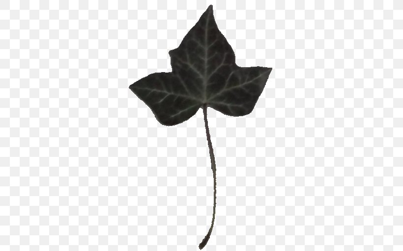 Common Ivy Leaf Vine Virginia Creeper Plant, PNG, 512x512px, Common Ivy, Color, Com, Ivy, Ivy League Download Free